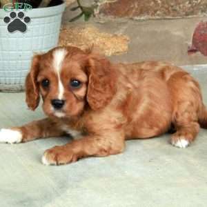 Cheddar, Cavalier King Charles Spaniel Puppy
