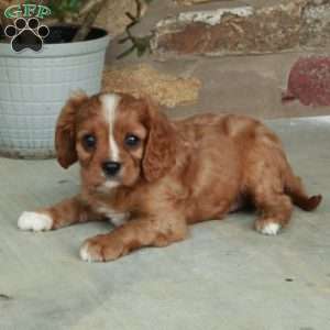 Cheddar, Cavalier King Charles Spaniel Puppy