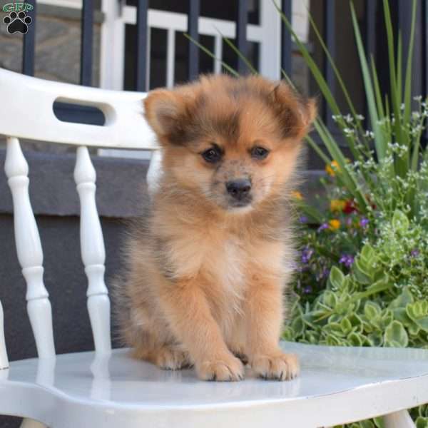 Cheerio, Pomeranian Puppy