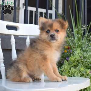Cheerio, Pomeranian Puppy
