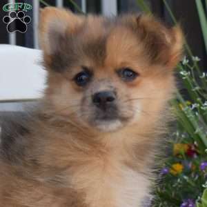 Cheerio, Pomeranian Puppy