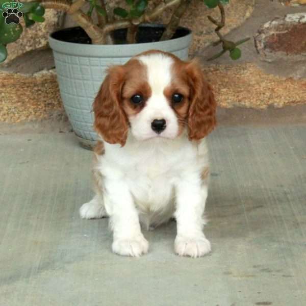Chelsea, Cavalier King Charles Spaniel Puppy