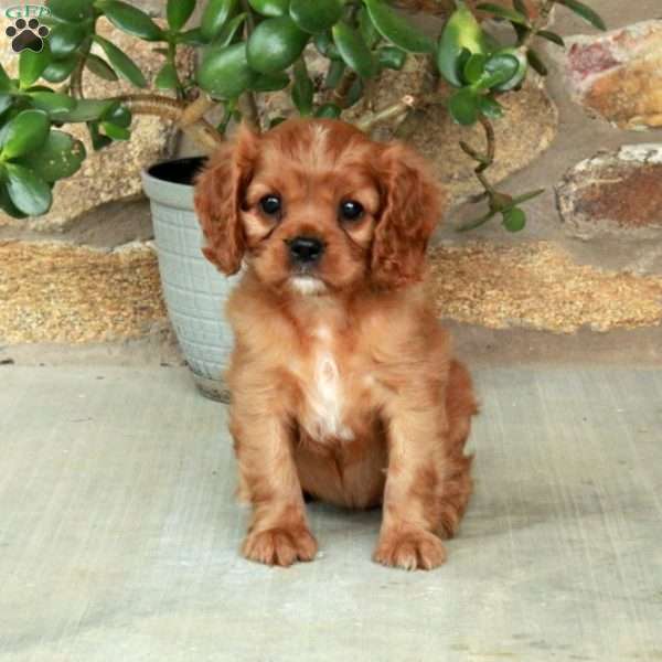 Cherry, Cavalier King Charles Spaniel Puppy