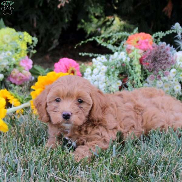 Cherry, Cavapoo Puppy