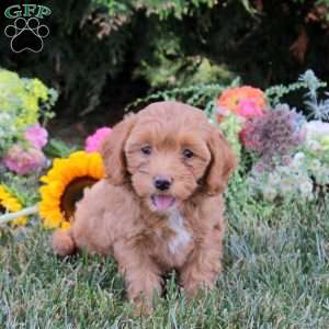 Cherry, Cavapoo Puppy