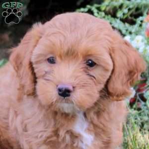 Cherry, Cavapoo Puppy