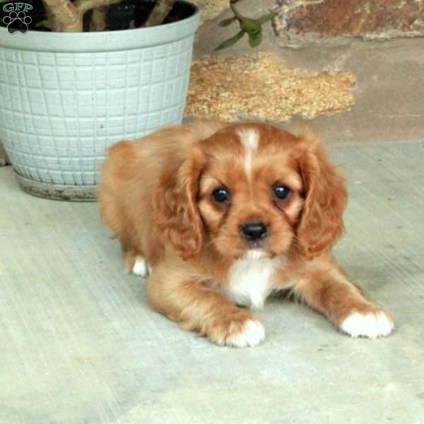 Chester, Cavalier King Charles Spaniel Puppy
