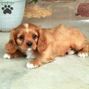 Chester, Cavalier King Charles Spaniel Puppy