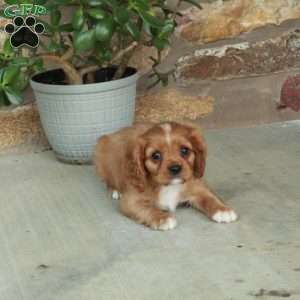 Chester, Cavalier King Charles Spaniel Puppy