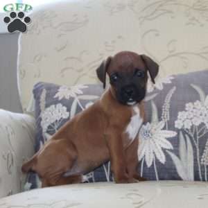 Boxer Puppies For Sale - Greenfield Puppies