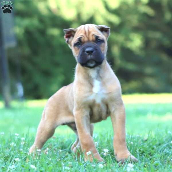Chief, Cane Corso Puppy