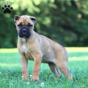 Chief, Cane Corso Puppy