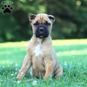 Chief, Cane Corso Puppy