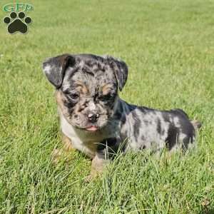 Snuggle Bug, English Bulldog Mix Puppy