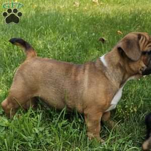 Hot Chili Dog, English Bulldog Mix Puppy