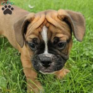 Hot Chili Dog, English Bulldog Mix Puppy