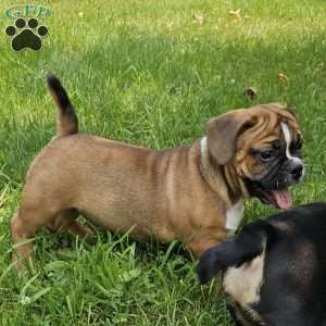 Hot Chili Dog, English Bulldog Mix Puppy