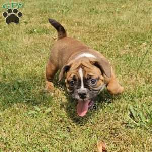 Hot Chili Dog, English Bulldog Mix Puppy