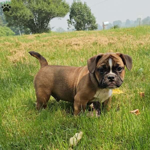 Hot Chili Dog, English Bulldog Mix Puppy