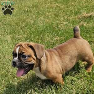 Hot Chili Dog, English Bulldog Mix Puppy