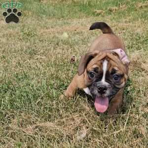 Hot Chili Dog, English Bulldog Mix Puppy