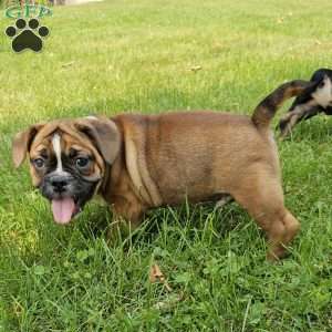 Hot Chili Dog, English Bulldog Mix Puppy