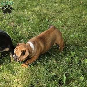 Hot Chili Dog, English Bulldog Mix Puppy