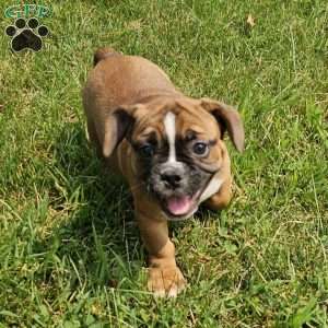 Hot Chili Dog, English Bulldog Mix Puppy