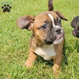 Hot Chili Dog, English Bulldog Mix Puppy