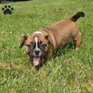 Hot Chili Dog, English Bulldog Mix Puppy