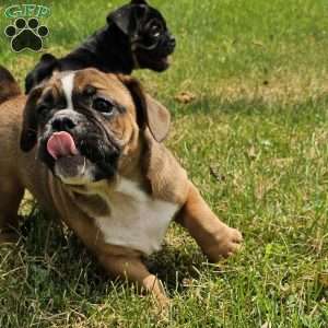 Hot Chili Dog, English Bulldog Mix Puppy