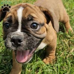 Hot Chili Dog, English Bulldog Mix Puppy