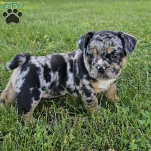 Snuggle Bug, English Bulldog Mix Puppy