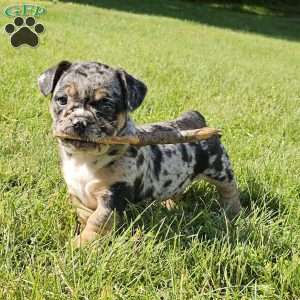 Snuggle Bug, English Bulldog Mix Puppy