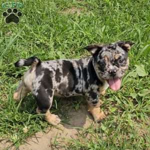 Snuggle Bug, English Bulldog Mix Puppy