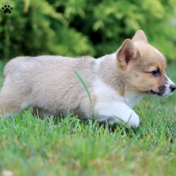 Chip, Pembroke Welsh Corgi Puppy