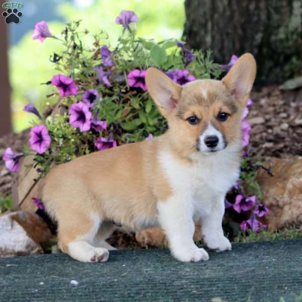 Chip, Pembroke Welsh Corgi Puppy