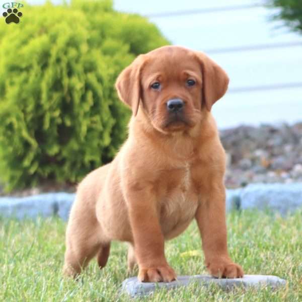 Chip, Fox Red Labrador Retriever Puppy