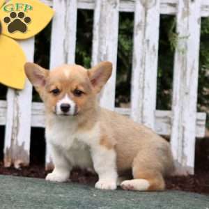 Chip, Pembroke Welsh Corgi Puppy