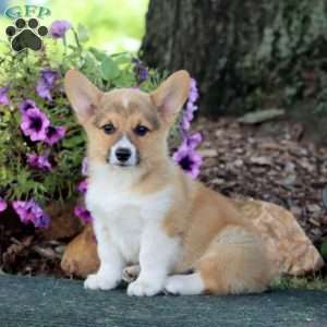 Chip, Pembroke Welsh Corgi Puppy