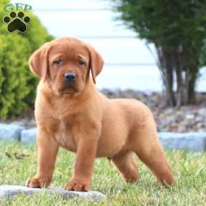 Chip, Fox Red Labrador Retriever Puppy