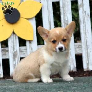 Chip, Pembroke Welsh Corgi Puppy