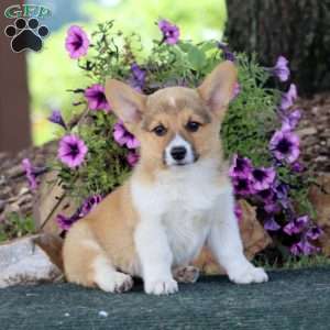 Chip, Pembroke Welsh Corgi Puppy