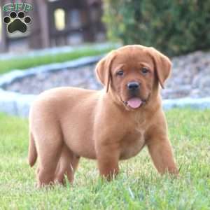 Chip, Fox Red Labrador Retriever Puppy