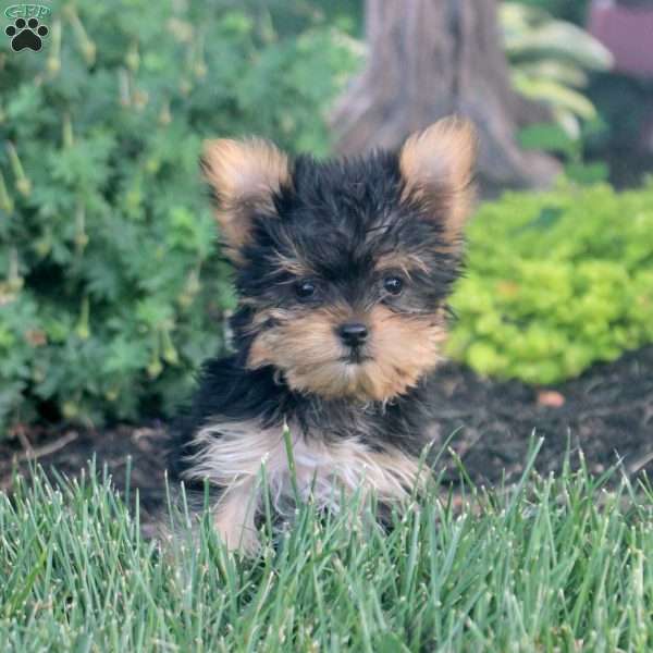 Chloe, Yorkie Puppy