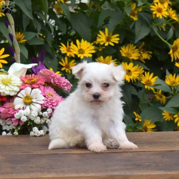 Chloe, Maltese Puppy