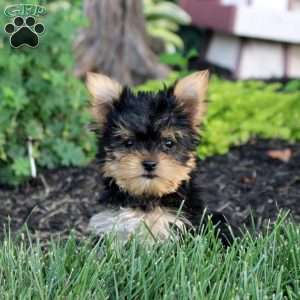 Chloe, Yorkie Puppy