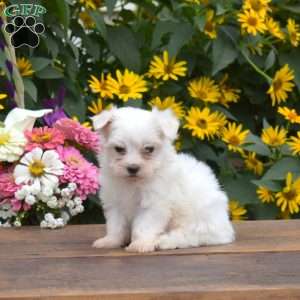 Chloe, Maltese Puppy