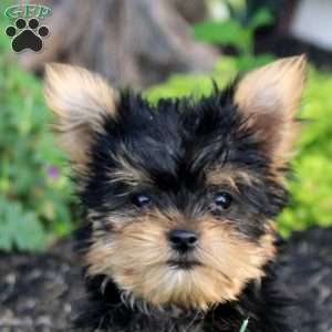 Chloe, Yorkie Puppy