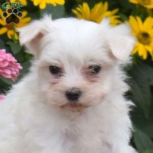 Chloe, Maltese Puppy